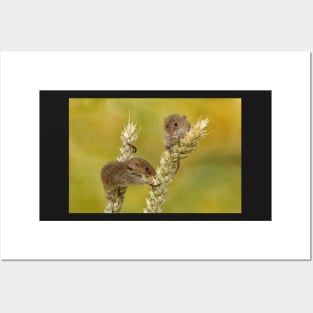 harvest mice on corn Posters and Art